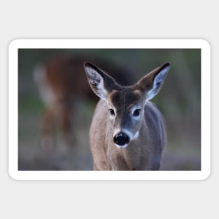 Pretty doe - White-tailed Deer Sticker